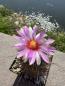 Preview: Thelocactus bicolor